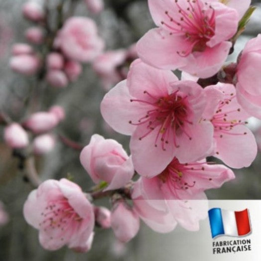 FLEURS DE CERISIER