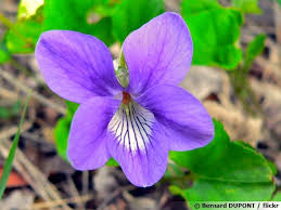 VIOLETTE