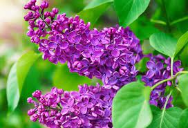 LILAS