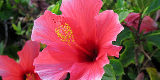 HIBISCUS