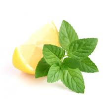 MENTHE CITRON